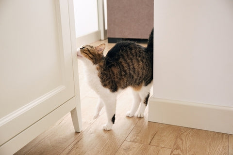 How Long Are Cats In Heat?