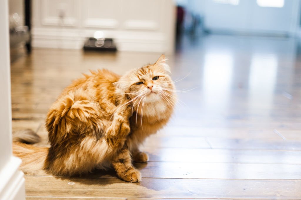 Can Cats Get Lice?