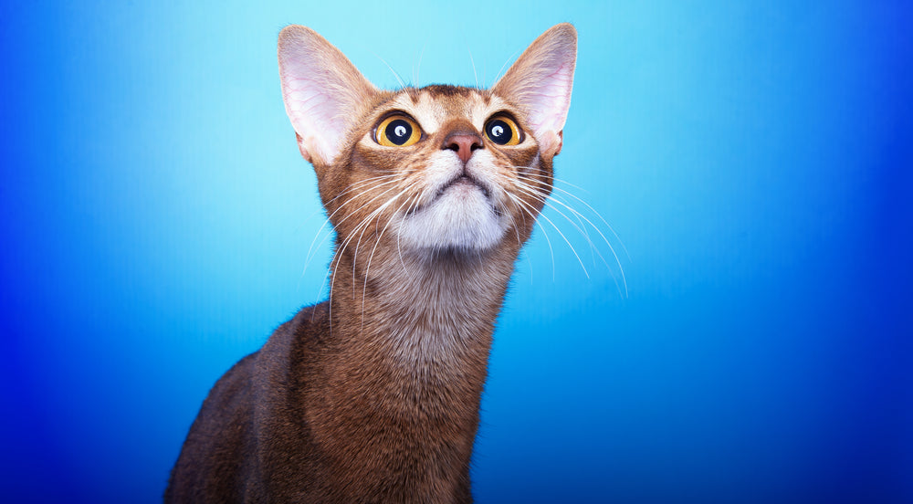 Top 10 Rarest Coat Colors and Patterns in Cats
