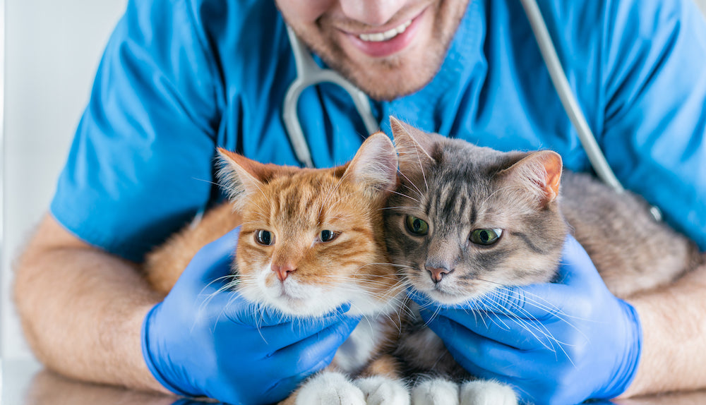 Feline GI Lymphoma and IBD Research at Basepaws
