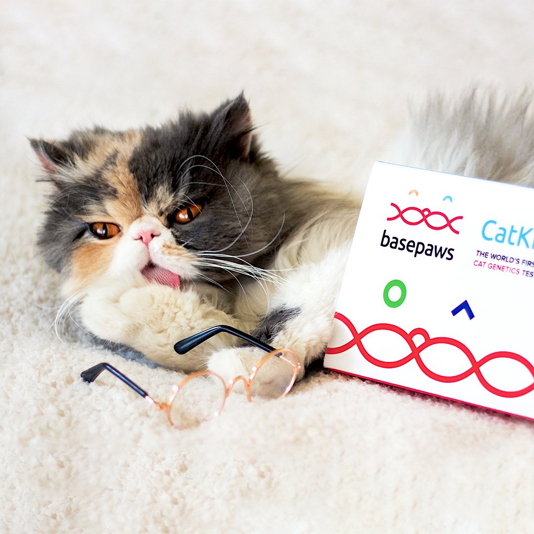 Subi the Persian Cat