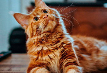 Why Basepaws?