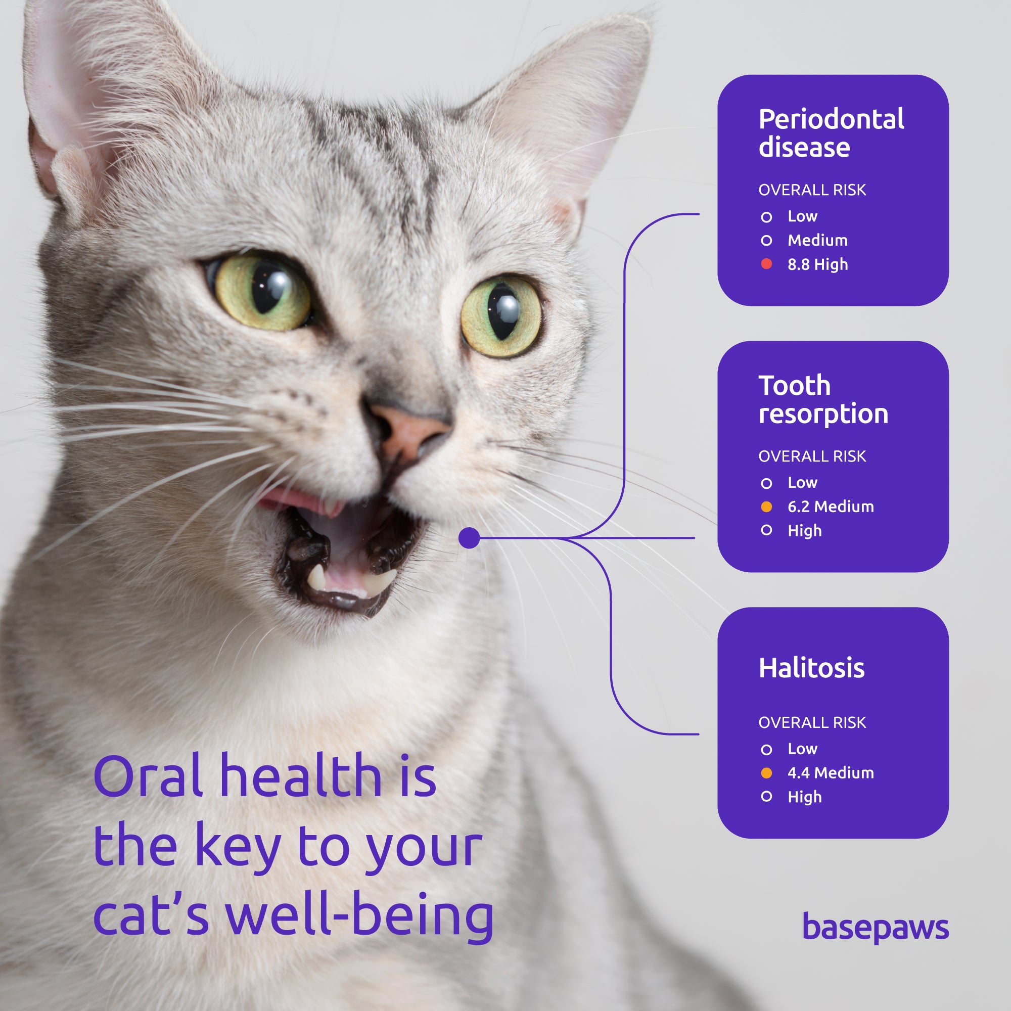 Dental disease. It's a reality for most cats.