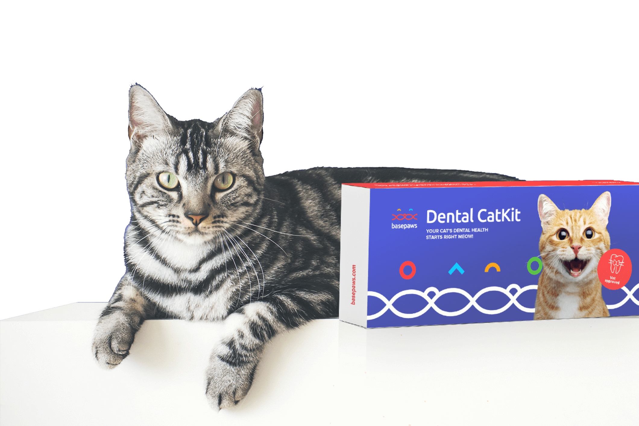 It is estimated that 70% of ALL adult cats have a dental health problem, with periodontal disease being the number one culprit.