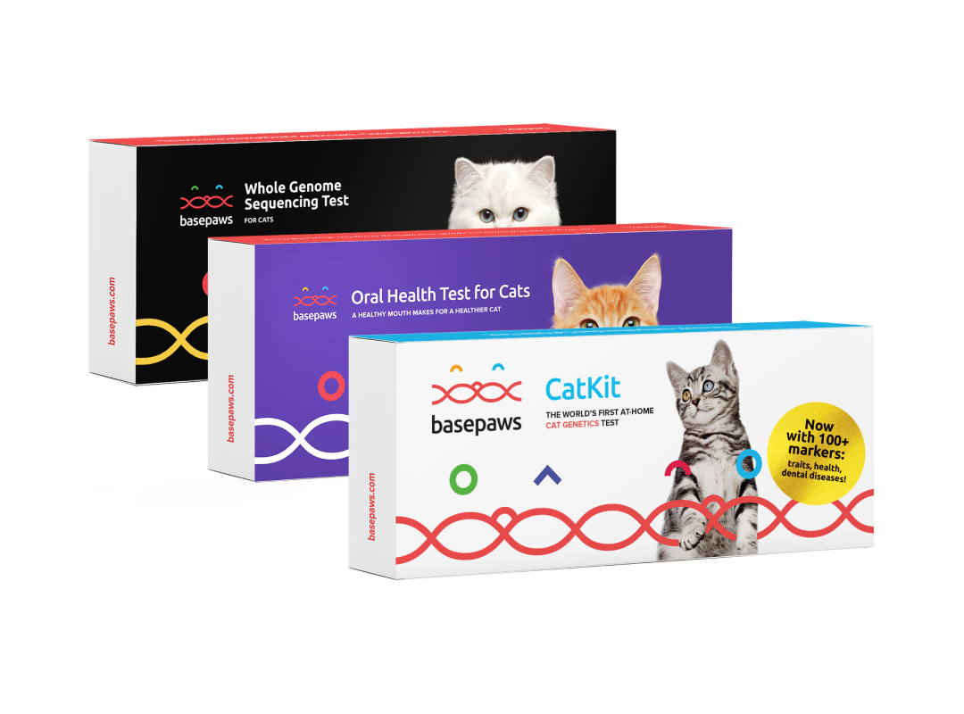How much do you know about your cat’s oral health?