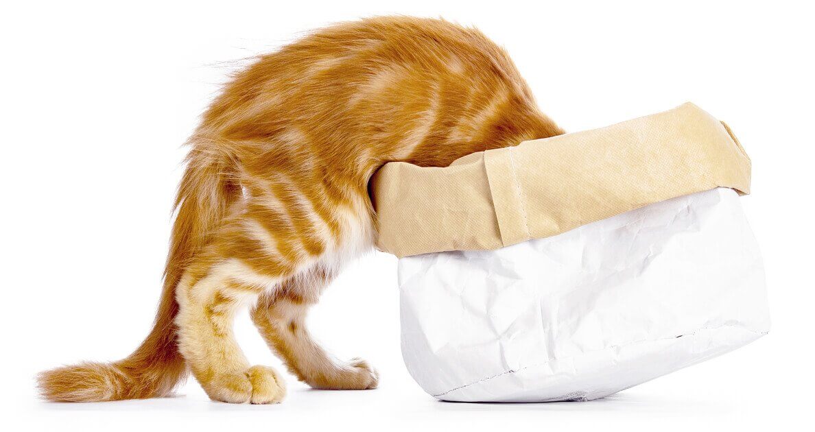 Remember, cats are experts at hiding pain