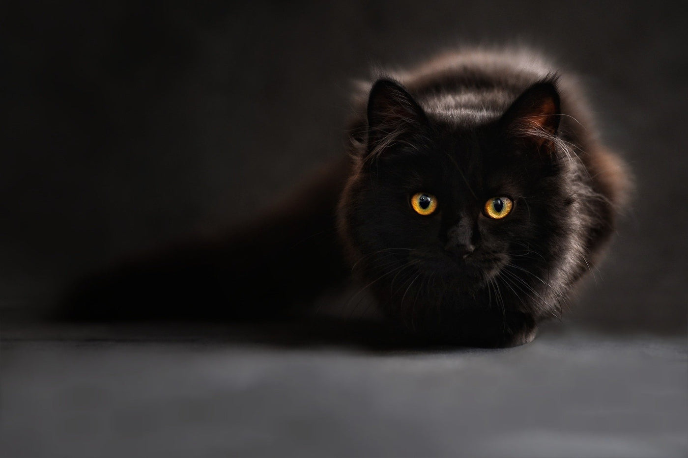 Hair-raising facts (and myths) about our favorite black-furred creatures