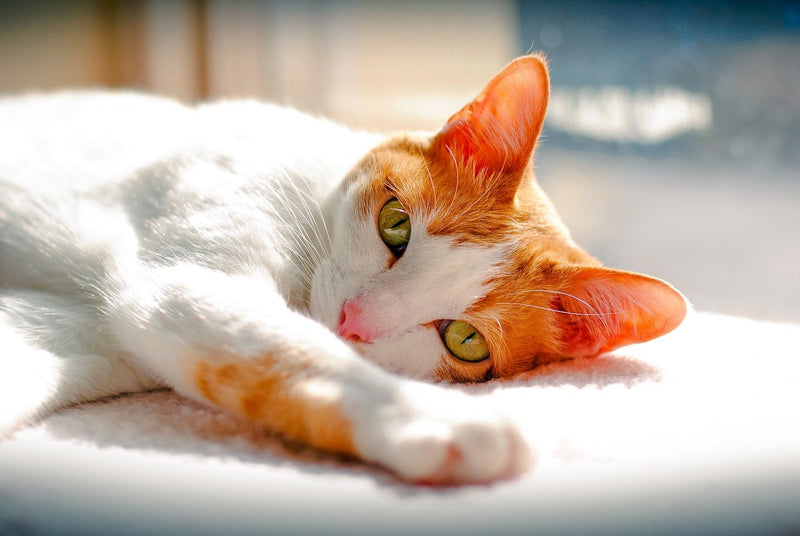 Common Feline Inherited Diseases