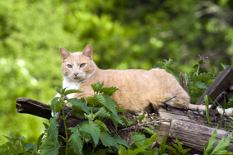 Caring For Senior Cats