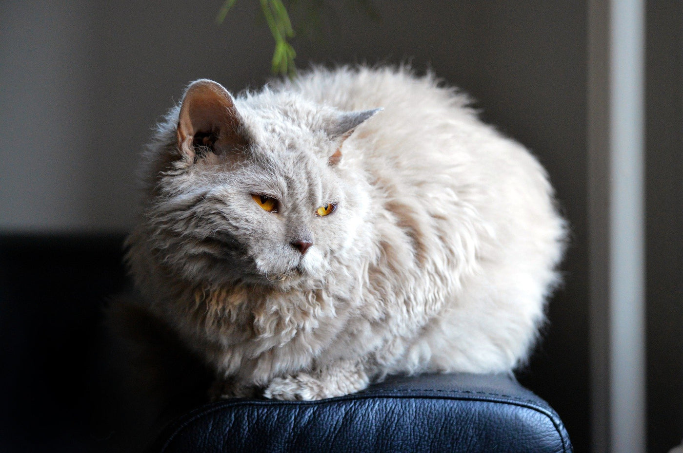 Curly Cat Coat: A Special Kind of Eye Candy