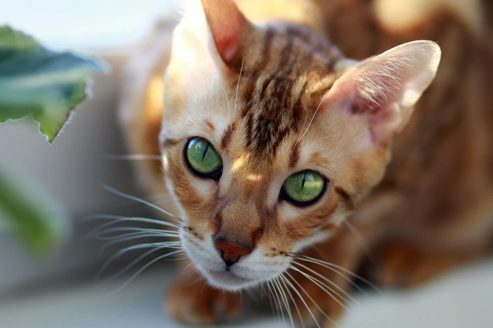 Fears And Anxiety in Cats: Do You Have a Fearful Kitty?