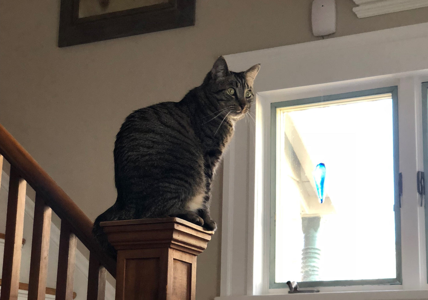 Basepaws Cat Story: The New Adventures of Clark The Supercat