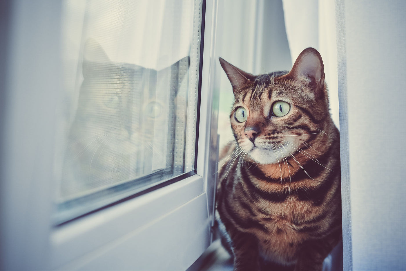 Asthma in Cats