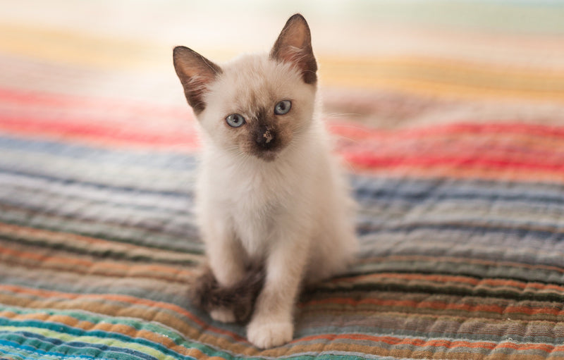 Siamese - Mysterious Genetics of the Feline Royal