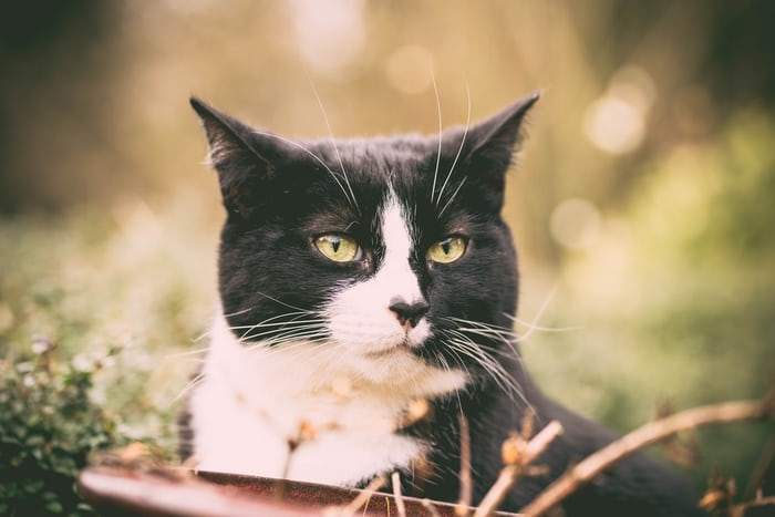 Mucopolysaccharidosis In Cats