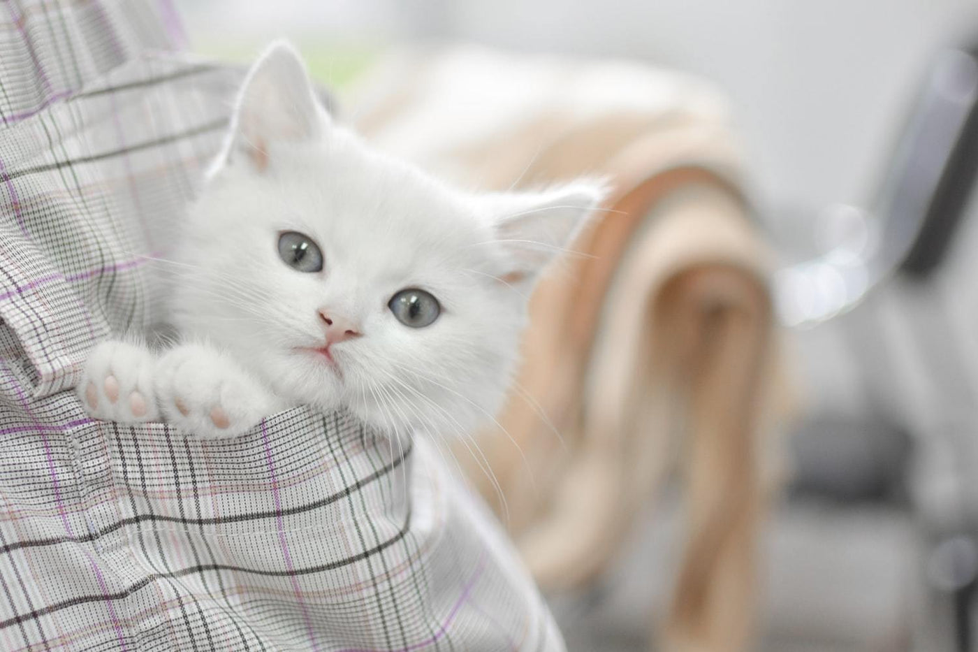 Top 10 Random Facts About Cats