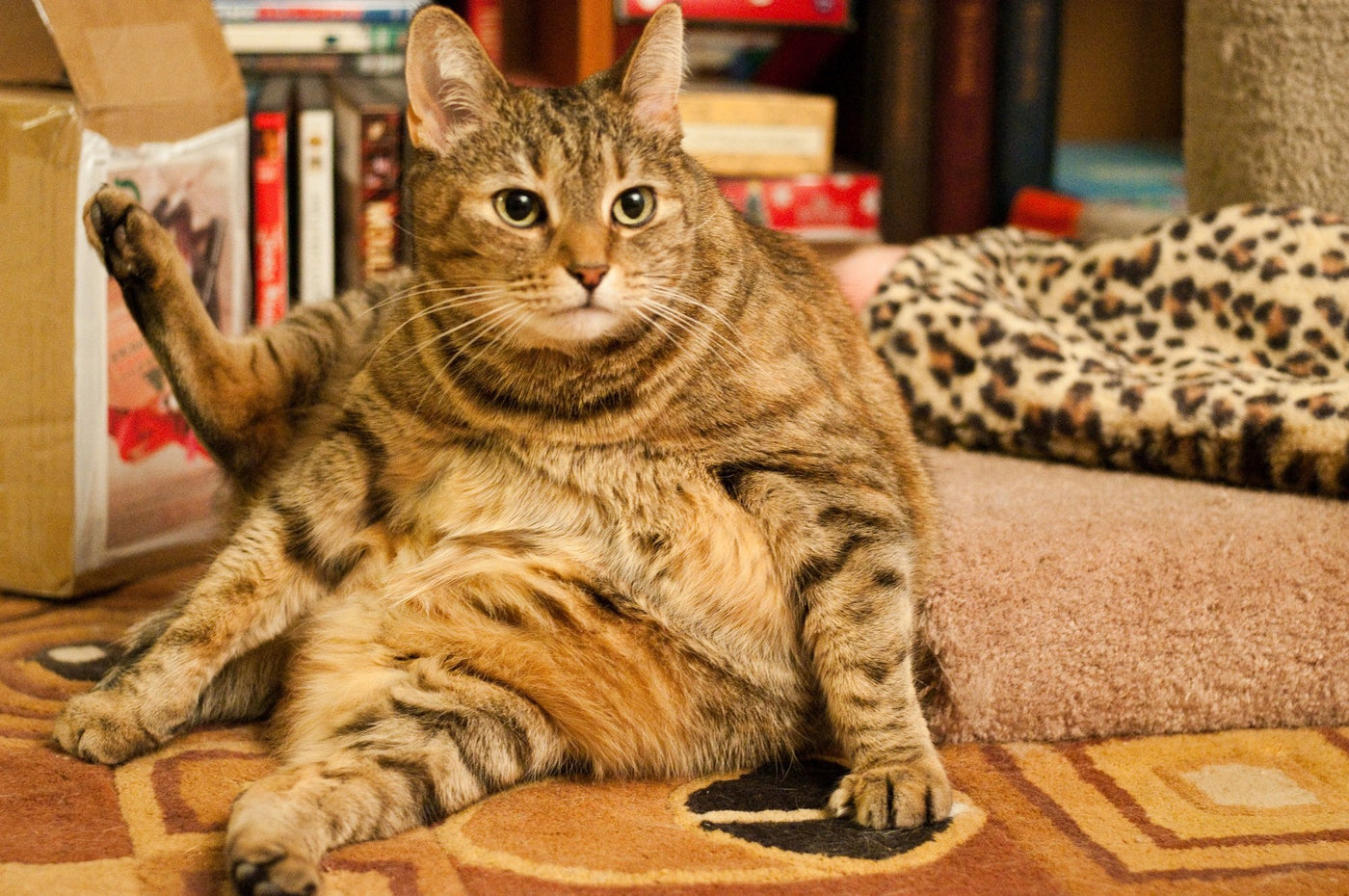 A Guide Through Feline Obesity: Is Your Cat 'Just Fluffy' Or Overweight?