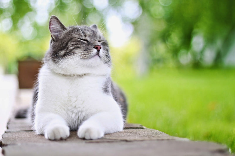 Feline Diabetes Mellitus Overview