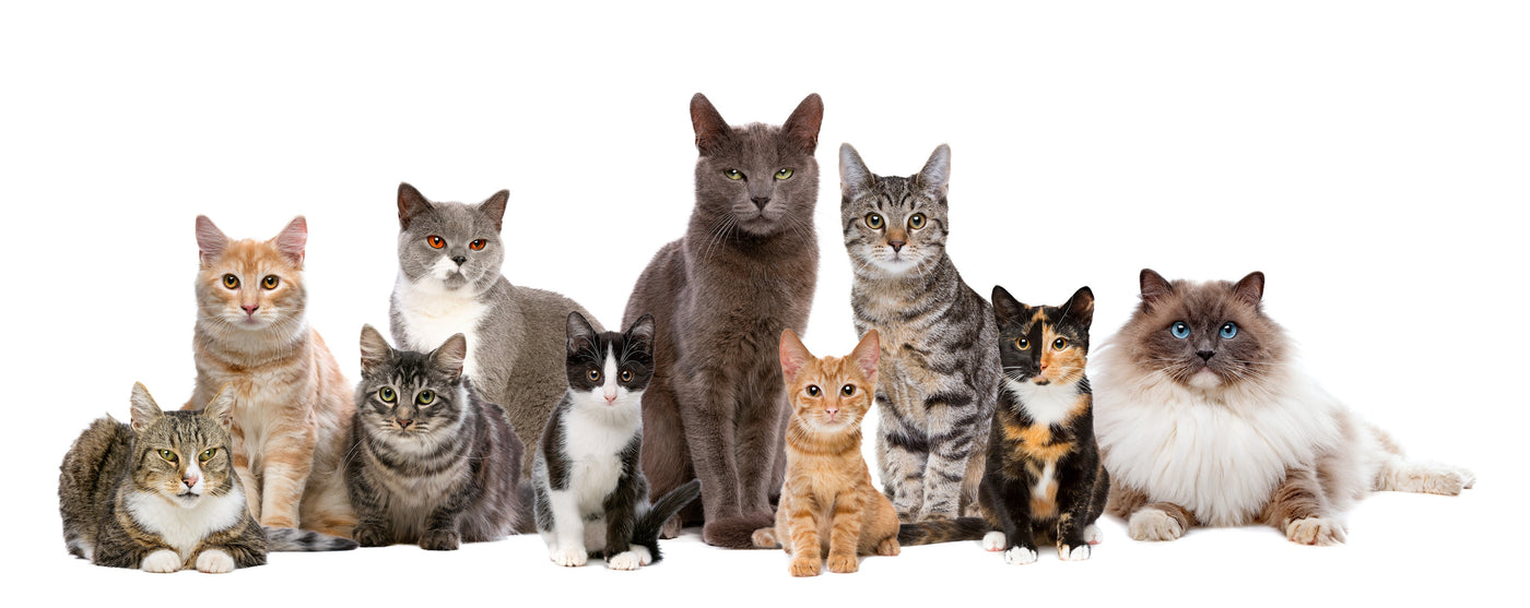 How Were Cat Breeds Created?