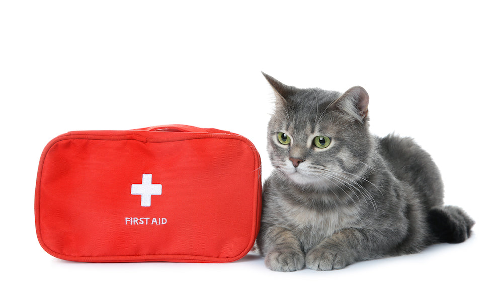 First Aid Tips Every Cat Owner Should Know