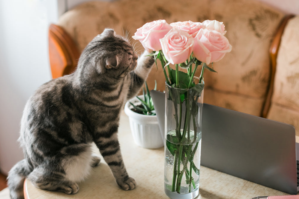 Are Roses Toxic To Cats?