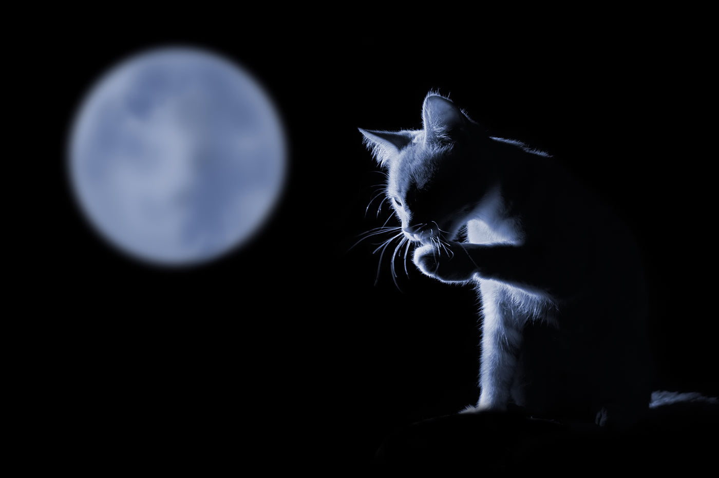 Are Cats Nocturnal Animals?