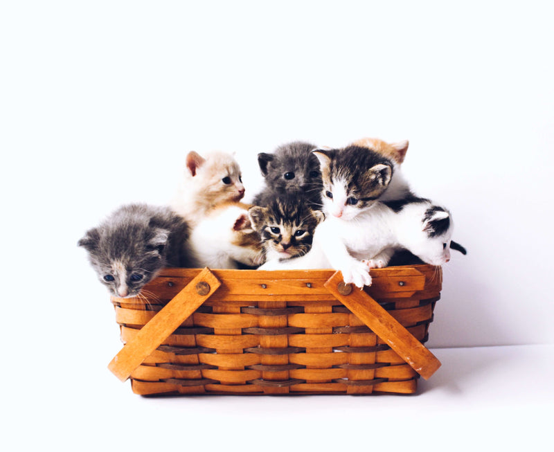 The Ultimate Guide to Cat Fur Patterns, Colors and Markings