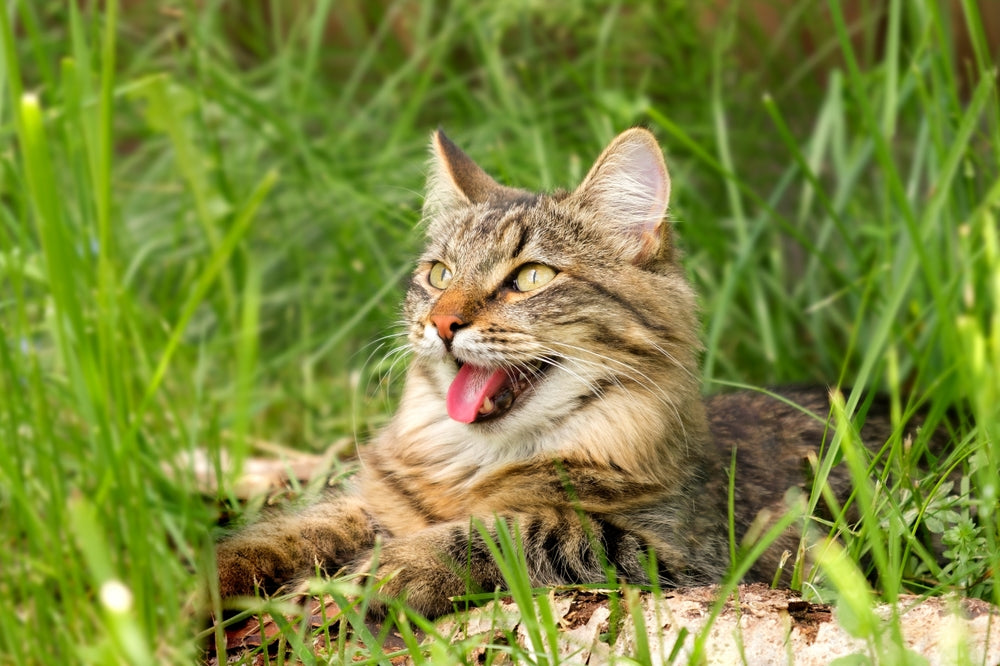 Cat Panting: Common Causes And Solutions