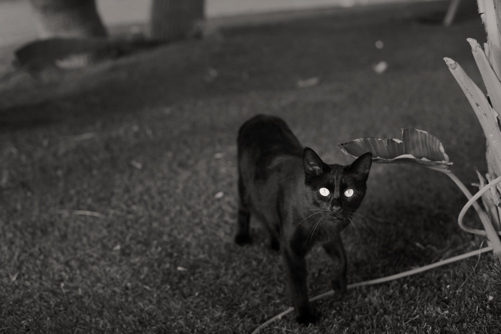 Do Cats Have Night Vision or is it Just a Myth?