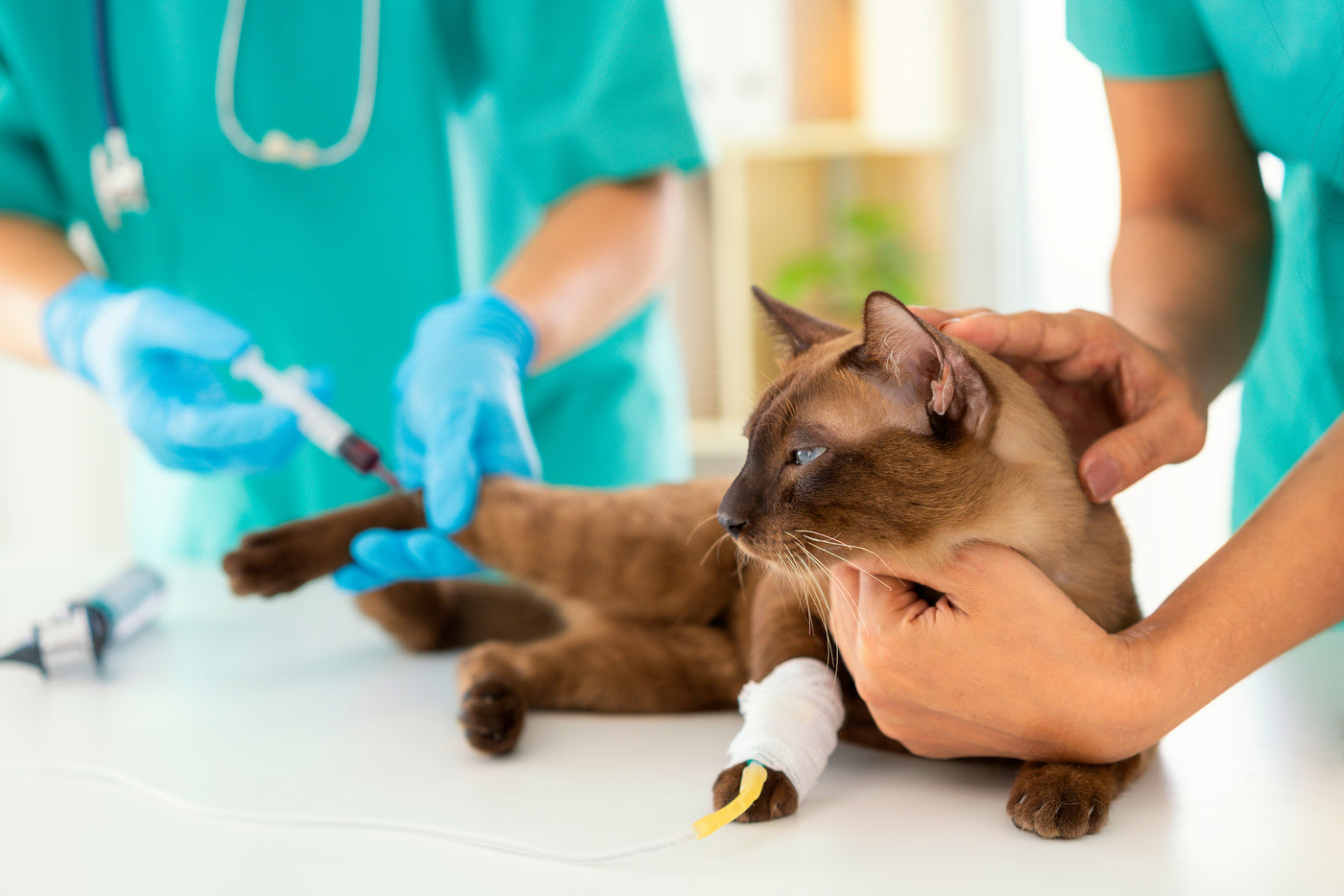 Genetic Markers for Feline Blood Type