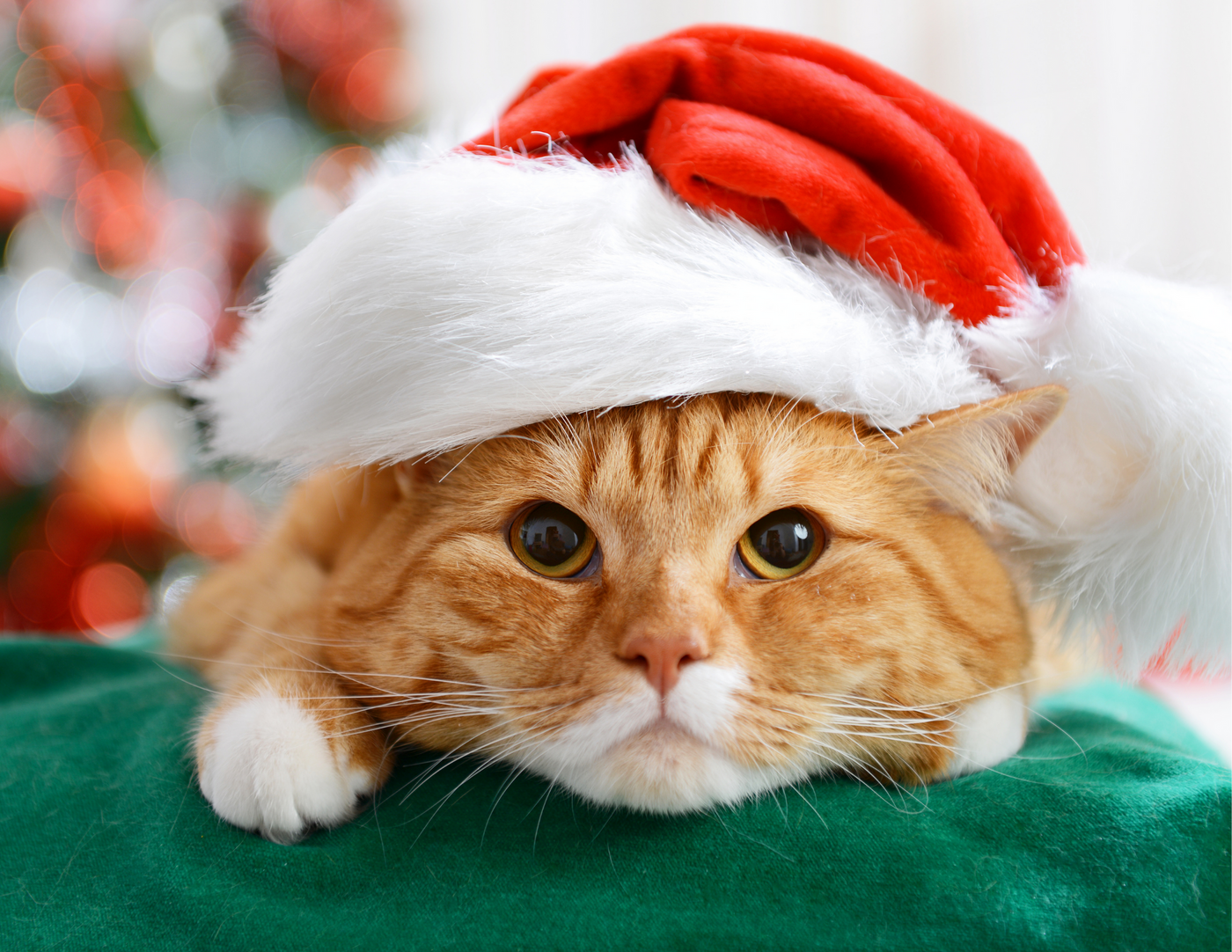 Safe Holiday Tips For Your Cat