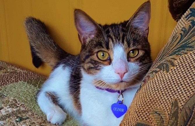 Basepaws Cat Story: Handsome Boy Named Oliver