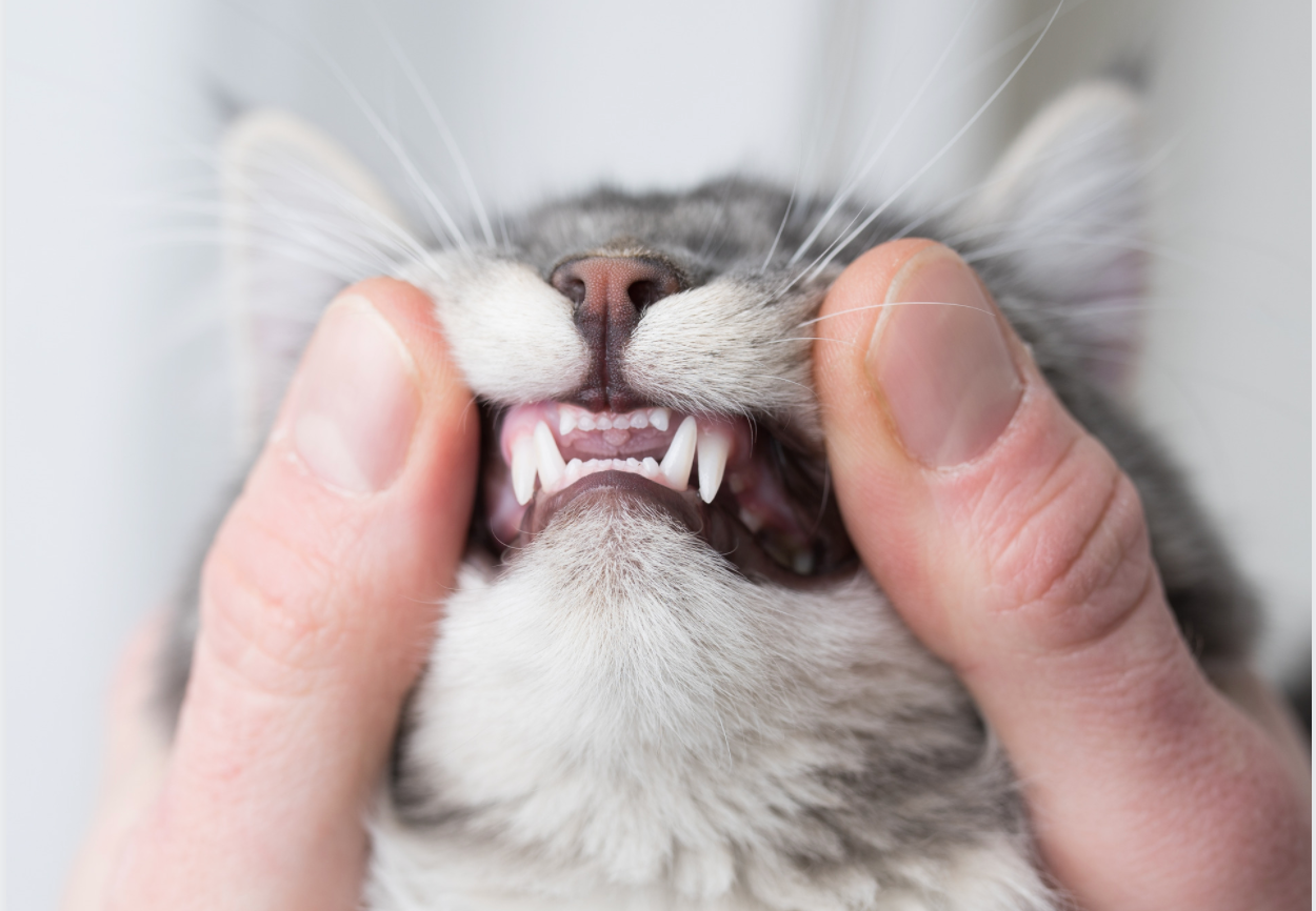 At Home Feline Dental Care - Top 