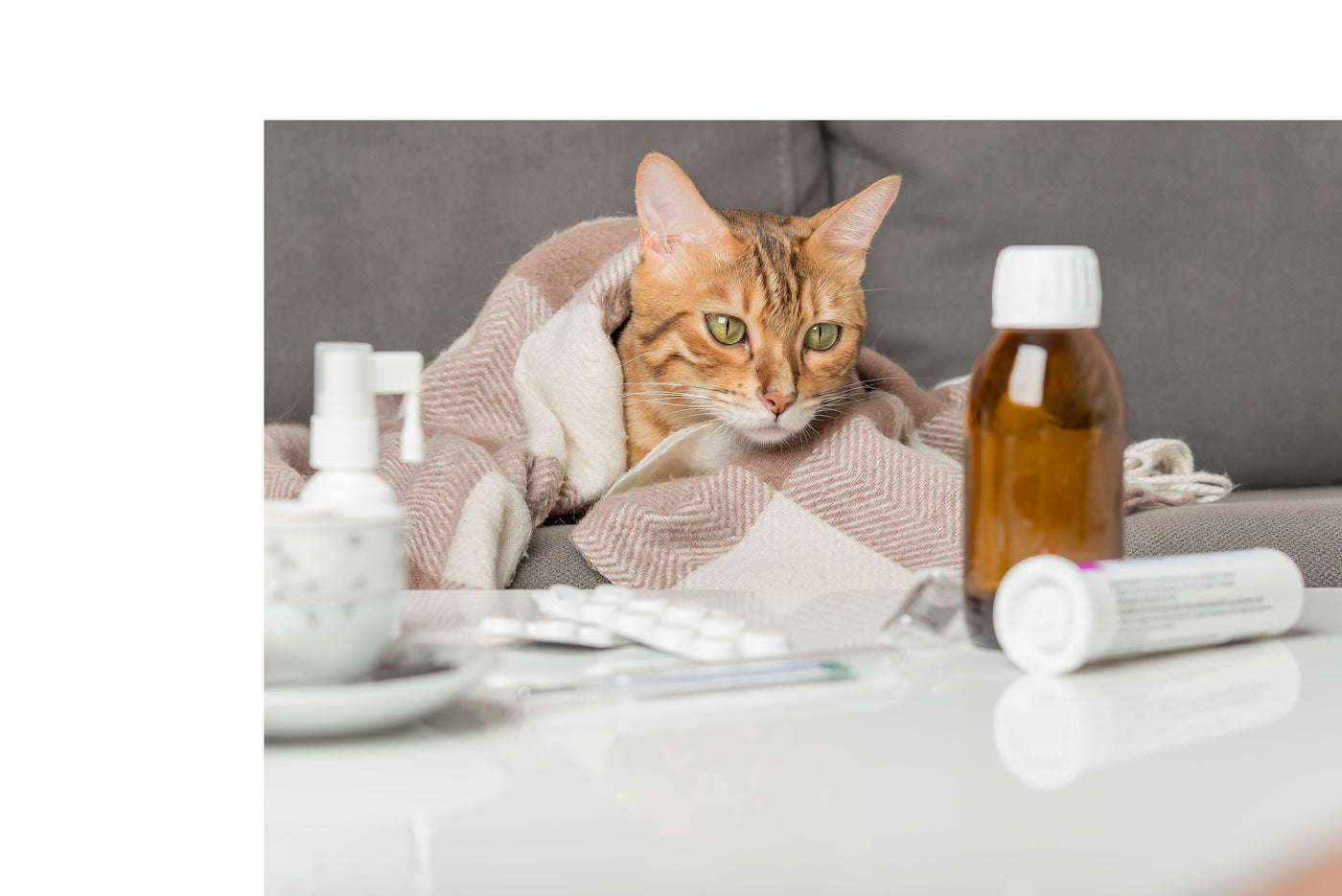 Kennel Cough in Cats: Everything You Need To Know