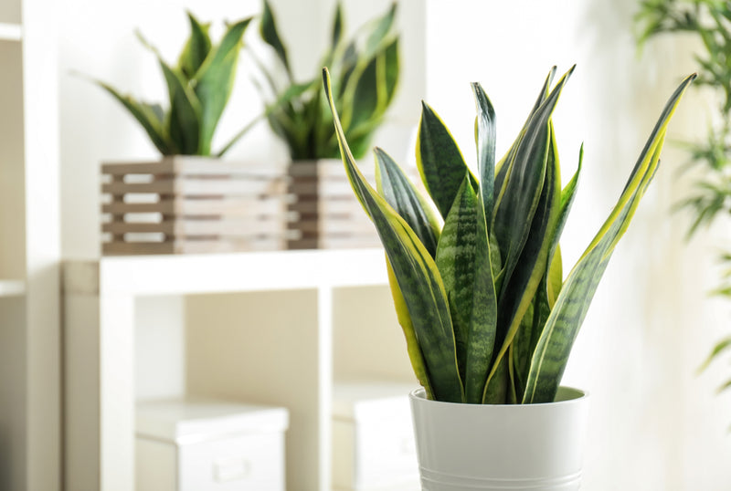 Are Snake Plants Toxic to Cats?