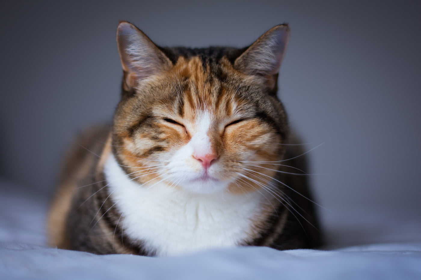 Tooth Resorption in Cats