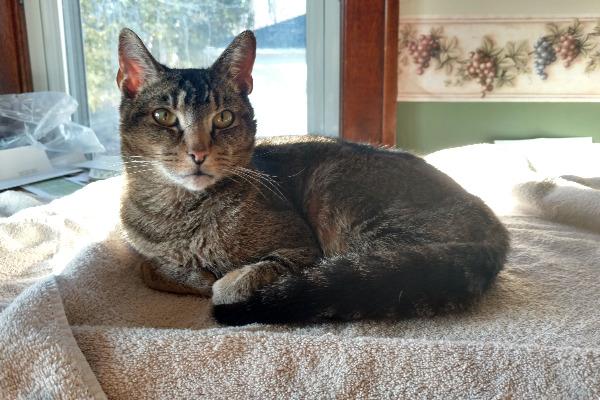Basepaws Cat Story: Alex – The Chipmunk Hunter