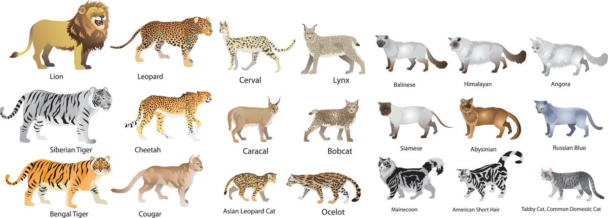 What Animals Belong To The Cat Family?