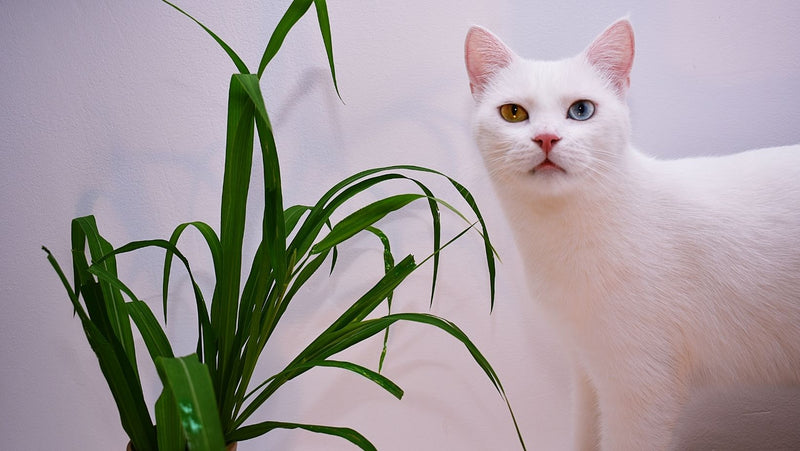 Keep Your Cat Poison-Free: Watch Out for These 9 Household Toxins