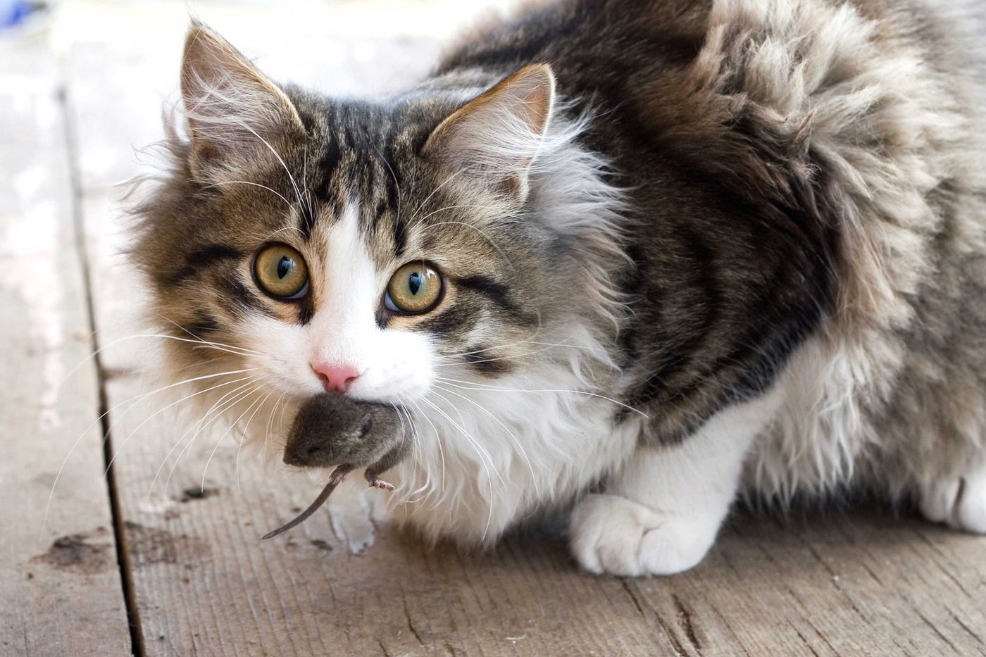 CATtitude: Common Cat Behavior Concerns