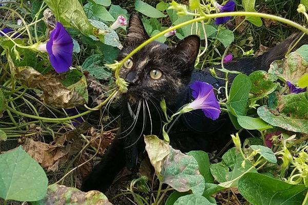 Basepaws Cat Story: Rachel and Her Daisy