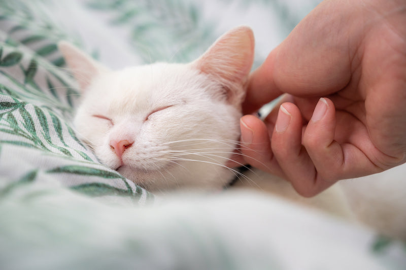 Basepaws Dermatitis Research in Cats