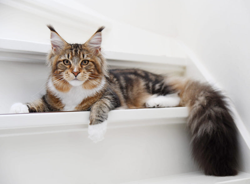 Chronic Kidney Disease in Cats