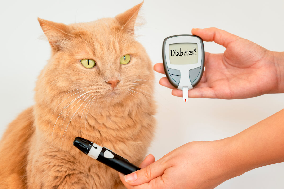 Diabetes Research in Cats