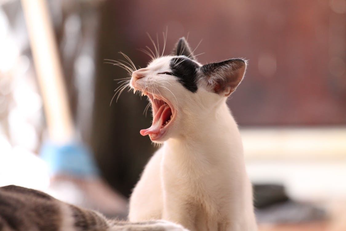 Periodontal Disease in Cats: Symptoms, Treatment & Prevention