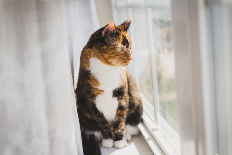 Why Calico Cats Are Always Female