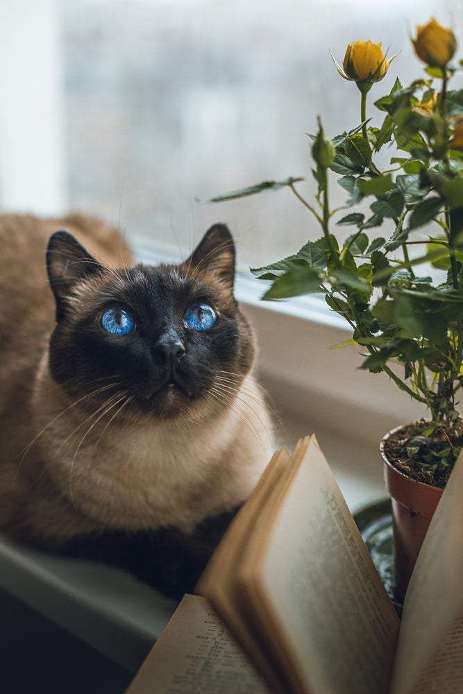 Are Siamese Cats Hypoallergenic: The Truth Revealed