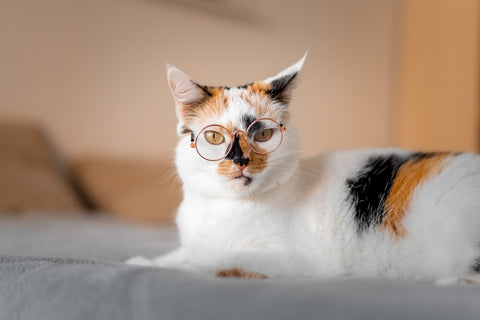 How Smart Are Cats?