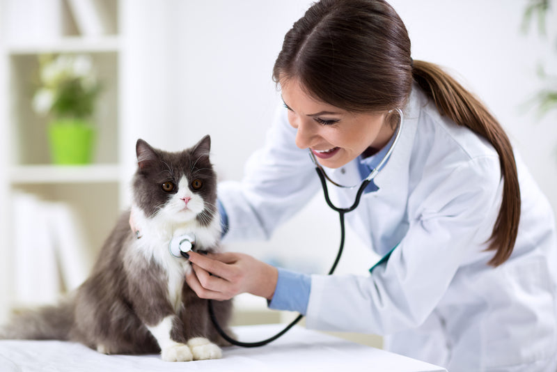 Acute Intermittent Porphyria in Cats: Background, Breeds at Risk, Symptoms, Diagnosis, and Treatment