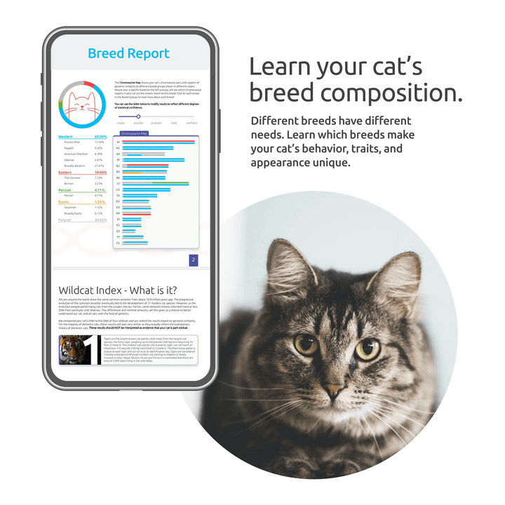 Breed + Health Cat DNA Test Upgrade
